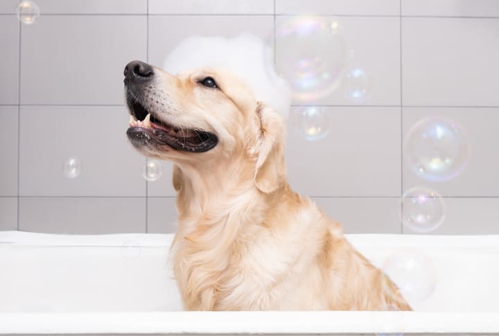 pies siedzi w kąpieli bąbelkowej